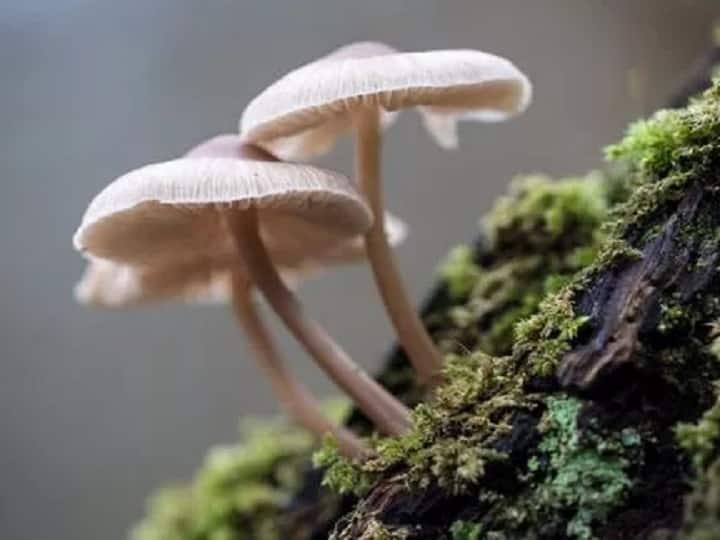 Mushrooms talk to each other and have a vocabulary of 50 words Mushrooms Can Talk : मशरुमही एकमेकांशी बोलू शकतात, संशोधनातून अजब दावा...