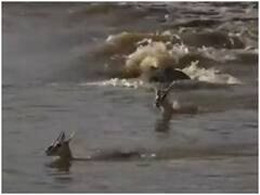 मगरमच्छ से बच्चे को बचाने के लिए हिरण की मां ने दांव पर लगाया अपना जीवन, दिल-दहला देगा वीडियो