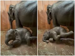 गर्मी से निजात मिलने पर झूम उठा हाथी का बच्चा, मस्ती देख नहीं रुकेगी हंसी