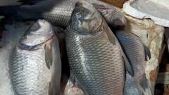 Howrah: জ্বালানির দাম বাড়ার জের, কেজিপ্রতি গড়ে ৩০ টাকা বেড়েছে মাছের দাম।Bangla News