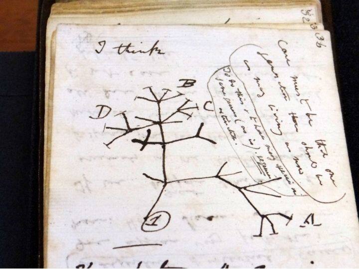 A handout image released by the University of Cambridge Library on April 5, 2022, shows the returned 1837 'Tree of Life' sketch on a page from one of the lost notebooks of British scientist Charles Darwin | Photo: AFP