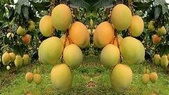 Mango Health Benefit :હાડકાં મજબૂત, કેન્સરથી બચાવ,કેરી ખાવાથી થાય છે આ 8 મોટા ફાયદા