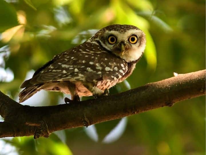China Owls we’re Active during Day finds study skeleton extinct owl lived more than six million years ago Late Miocene Epoch China China Had Owls That Were Active In The Daytime. Study Finds First Fossils Of The Extinct Species