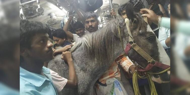 Horse In Local Train: Horse riding local train in diamond harbour local owner arrested by GRP from viral photo Horse In Local Train: লোকাল ট্রেনে সওয়ার ঘোড়া, মালিককে গ্রেফতার করল জিআরপি