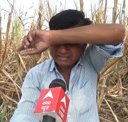 Sugarcane Farmers : गोड उसाची कडू कहाणी, हिंगोलीतील 5 हजार हेक्टरवरील ऊस शिल्लक, वाढत्या तापमानानं वजनात घट