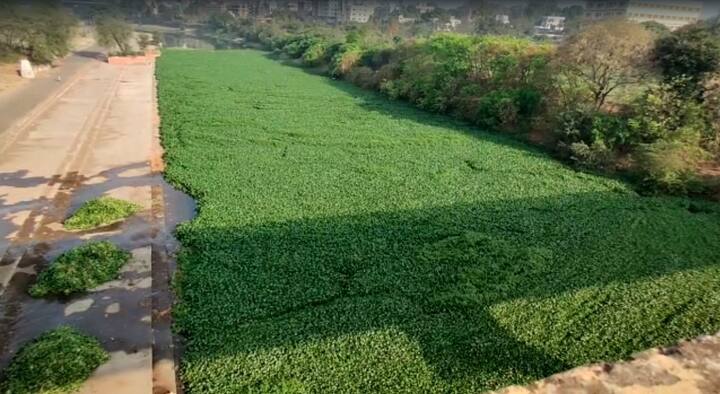 गोदावरीची ही अवस्था बघता नाशिकचे पालकमंत्री छगन भुजबळ यांनी गेल्याच आठवड्यात नाराजी व्यक्त करत गोदावरी तात्काळ प्रदूषण मुक्त करा असे निर्देश महापालिका आयुक्तांसह स्मार्ट सिटीच्या अधिकाऱ्यांना दिले होते. मात्र त्या सुचनांचे कुठलेही पालन होत नाही.