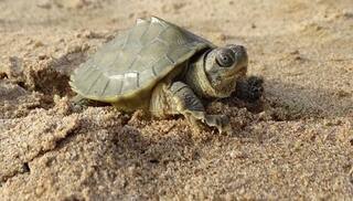 Malda News: ১৫ কেজি, ১৪ কেজি ওজন এক একটির, গোপন অভিযানে ১৯টি কচ্ছপ উদ্ধার