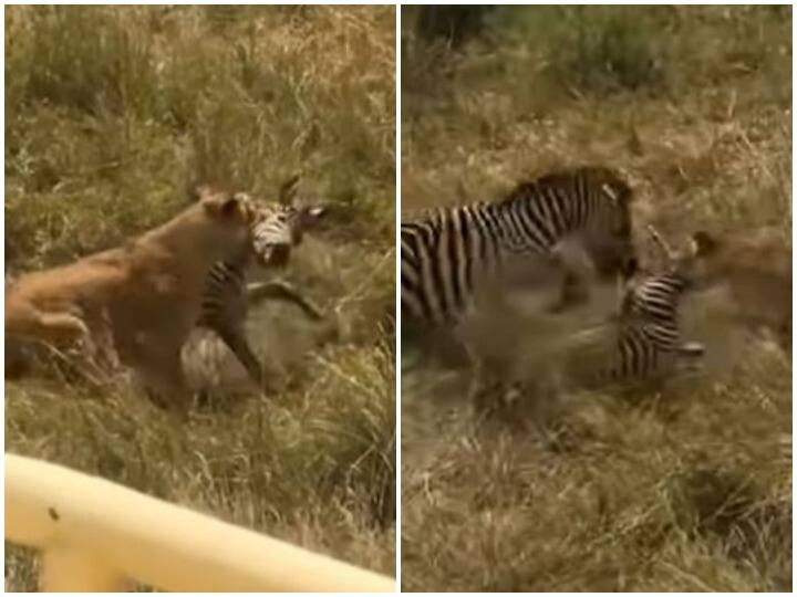 When lion attacked on baby zebra then mother Zebra defeated बेबी जेब्रा पर शेर ने किया जानलेवा हमला तो मां ने चखाया हार का स्वाद, रोंगटे खड़े कर देगा वीडियो