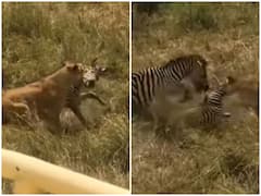 बेबी जेब्रा पर शेर ने किया जानलेवा हमला तो मां ने चखाया हार का स्वाद, रोंगटे खड़े कर देगा वीडियो