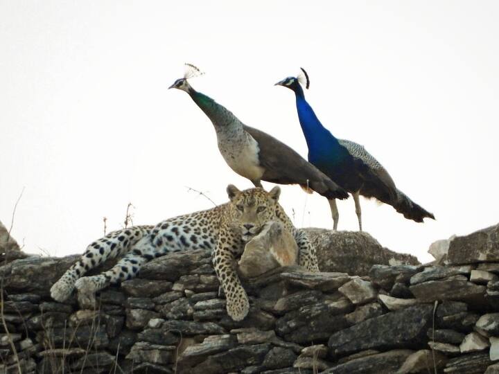 Rajasthan effect of heat in Rajsamand peacock was seen playing with leopard he did not hunt ANN Rajsamand News: राजसमंद में गर्मी बढ़ने से जानवर कर रहे शहरों का रुख, साथ दिखे तेंदुआ और मोर