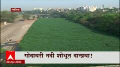 Nashik : नाशिक तेरी गोदा मैली हो गई... गोदावरीला पानवेलींचा विळखा! नवीन संवर्धन योजना गेली तरी कुठे?