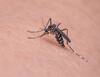 Mosquitos: దోమలు పెరిగిపోతున్నాయా? ఇంటి ముంగిట్లో ఈ మొక్కలు పెంచండి,