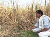 Sugarcane Farmers : गोड उसाची कडू कहाणी, हिंगोलीतील 5 हजार हेक्टरवरील ऊस शिल्लक, वाढत्या तापमानानं वजनात घट