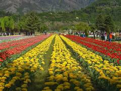 Tulip Garden : ਸ਼੍ਰੀਨਗਰ ਦੇ ਟਿਊਲਿਪ ਗਾਰਡਨ 'ਚ ਖਿੜੇ ਲੱਖਾਂ ਫੁੱਲ, ਮੋਹ ਲਵੇਗਾ ਤੁਹਾਡਾ ਮਨ