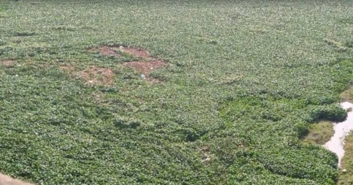 नदीला अनेक ठिकाणी पानवेलींनी विळखा घातला असून नदी मोठ्या प्रमाणावर प्रदूषित झाली आहे.