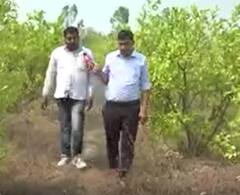 Inflation in India: How are farmers affected with the rising prices of lemon? | ABP News