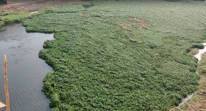 खरंतर आजपर्यंत नदी प्रदूषणाच्या मुद्द्यावरून अनेक वेळा न्यायालयाने ताशेरे ओढले आहेत. पर्यावरणप्रेमीही वेळोवेळी आवाज उठवतात, सरकारकडून देखिल वेगवेगळ्या योजना राबवल्या जातात मात्र त्या फक्त कागदापुरतीच मर्यादित राहतात.