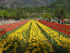 Tulip Garden: श्रीनगर के ट्यूलिप गार्डन में खिले हैं लाखों फूल, मोह लेंगे आपका मन