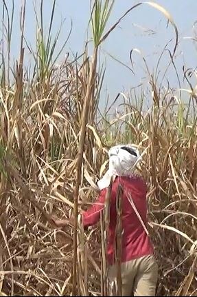 Sugarcane Farmers : गोड उसाची कडू कहाणी, हिंगोलीतील 5 हजार हेक्टरवरील ऊस शिल्लक, वाढत्या तापमानानं वजनात घट