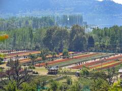 Tulip Garden: श्रीनगर के ट्यूलिप गार्डन में खिले हैं लाखों फूल, मोह लेंगे आपका मन