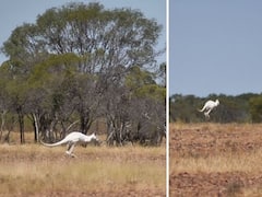 Rare White Kangaroo Seen Hopping Around In Australia's Queensland Has Internet Raving About It