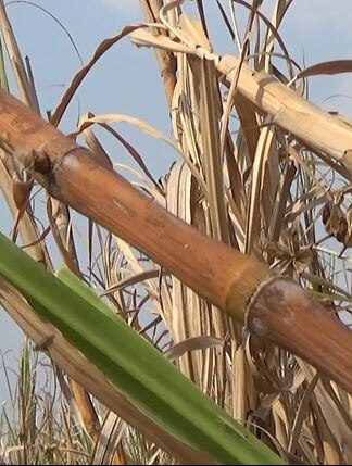 Sugarcane Farmers : गोड उसाची कडू कहाणी, हिंगोलीतील 5 हजार हेक्टरवरील ऊस शिल्लक, वाढत्या तापमानानं वजनात घट