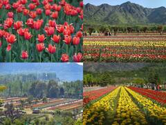 Tulip Garden: श्रीनगर के ट्यूलिप गार्डन में खिले हैं लाखों फूल, मोह लेंगे आपका मन