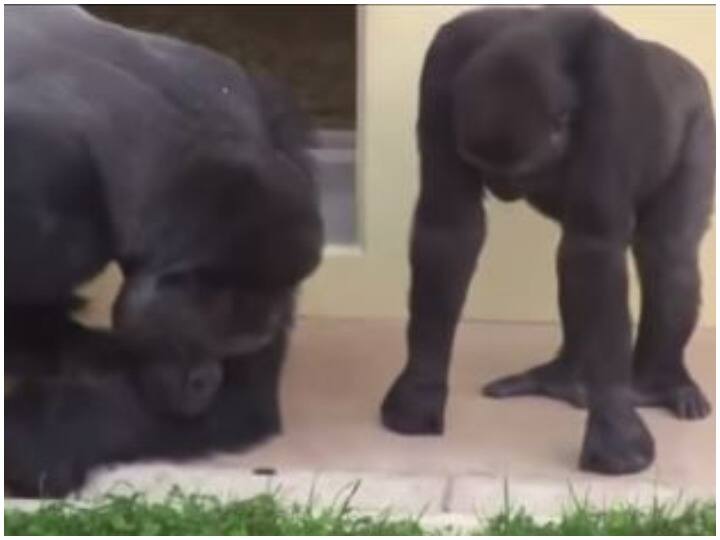 इलाके में घुसे तिलचट्टे को बड़ी ही सहजता से निहारते दिखा गोरिल्ला, वीडियो देख आ जाएगी हंसी Gorillas were seen looking at the cockroaches that entered the area very easily इलाके में घुसे तिलचट्टे को बड़ी ही सहजता से निहारते दिखा गोरिल्ला, वीडियो देख आ जाएगी हंसी