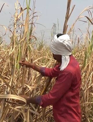 गोड उसाची कडू कहाणी