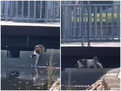 पलक झपकते ही बिल्ली ने मछली को बनाया शिकार, वीडियो देख हैरत में पड़ जाएंगे आप