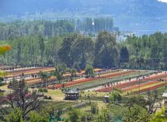 Tulip Garden : ਸ਼੍ਰੀਨਗਰ ਦੇ ਟਿਊਲਿਪ ਗਾਰਡਨ 'ਚ ਖਿੜੇ ਲੱਖਾਂ ਫੁੱਲ, ਮੋਹ ਲਵੇਗਾ ਤੁਹਾਡਾ ਮਨ