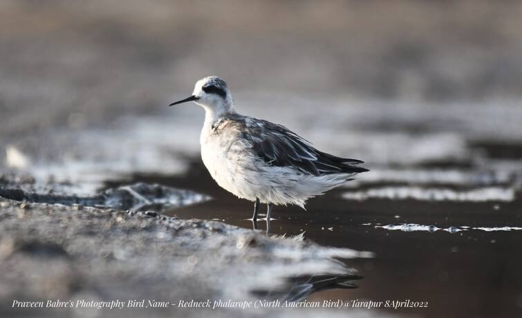 Migrant Birds in Palghar North American Red Neck Fallerop birds in Palghar उत्तर अमेरिकेच्या रेड नेक फॅलेरॉप या पक्षाचे पालघरमध्ये दर्शन