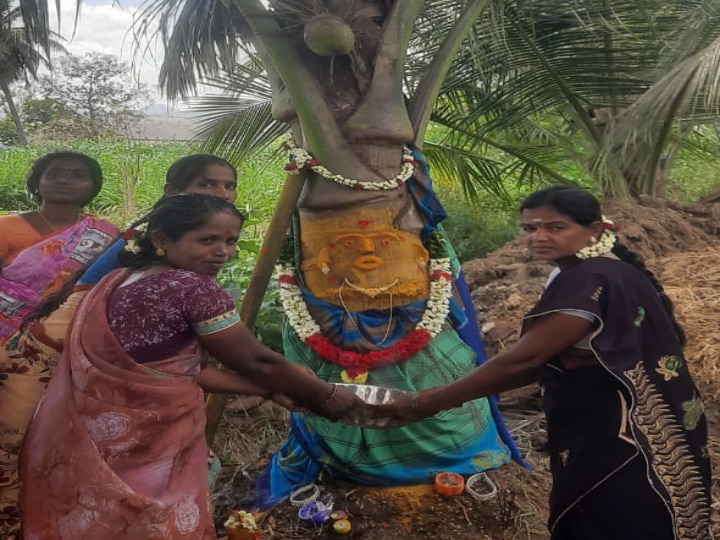 கண்ணமங்கலம் அருகே பூப்பெய்த  தென்னைக்கு சிறப்பு பூஜை:  கிராம மக்கள் விநோத சடங்கு!