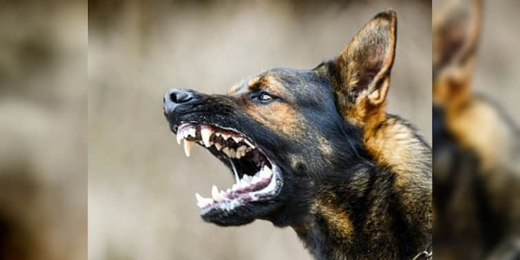 Kolkata: Dog scare in Kolkata International Airport attacked many Kolkata: কলকাতা বিমানবন্দরে কুকুর আতঙ্ক! আক্রান্ত একাধিক, খবর সূত্রের