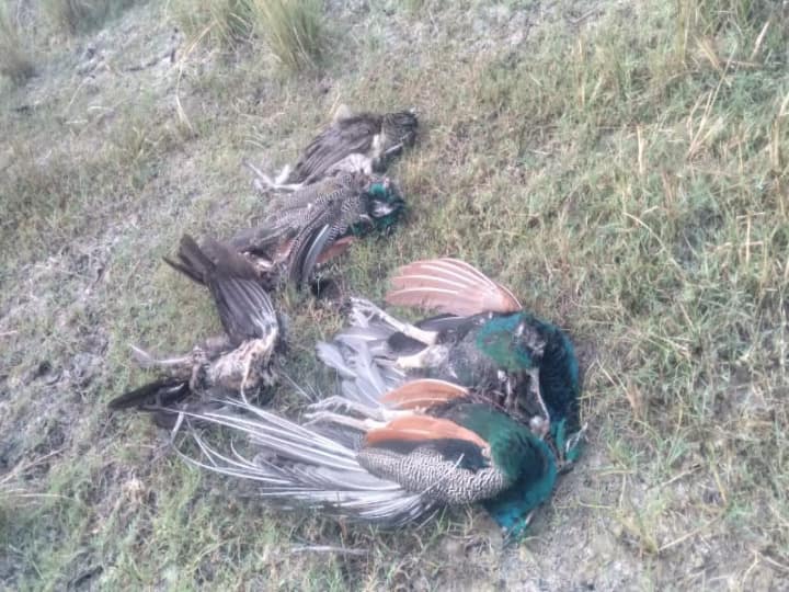 7 peacocks mysteriously found dead near Kalasapakkam திருவண்ணாமலை: கலசப்பாக்கம் அருகே சந்தேகமான முறையில் இறந்து கிடந்த 7 மயில்கள்