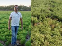 Rajasthan: किर्गिस्तान और रूस में फैली मेड़ता के जीरे की खुशबू, व्यापारियों ने कही बड़ी बात