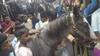 Viral Video : काय सांगता? लोकल ट्रेनमधून घोडा प्रवास करतोय, व्हिडीओ पाहून तुमचाही विश्वास बसणार नाही