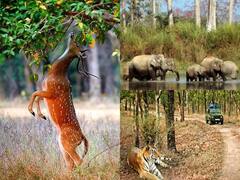 National Parks in Uttarakhand: वाइल्ड लाइफ के शौकीन हैं तो करें उत्तराखंड का रुख, यहां मौजूद हैं कई नेशनल पार्क, जानें डिटेल्स