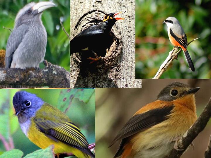 Dindigul: A rare species of bird newly discovered in the Kodaikanal forest கொடைக்கானல் வனப்பகுதிகளில் புதிதாக கண்டறியப்பட்ட அரிய வகை பறவைகள்