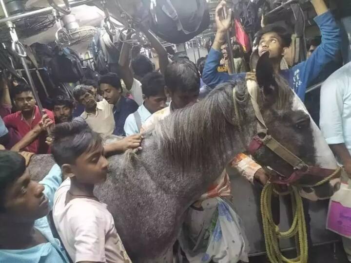 Horse Travelling on local train in West Bengal goes viral ट्रेन में यात्रियों के साथ घोड़े ने भी किया सफर, तस्वीर वायरल होने पर रेलवे ने दिए जांच के आदेश