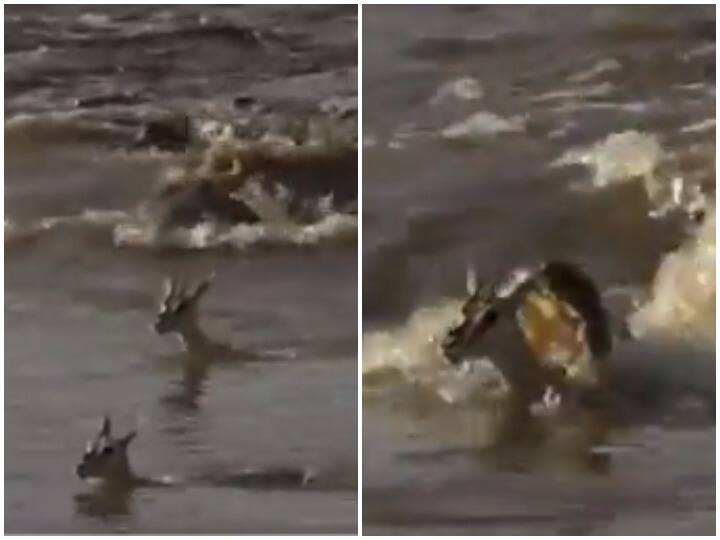 deer saved the life of her child by giving her life to the crocodile you will get emotional after watching the video Viral Video: हिरणी ने मगरमच्छ को दी खुद की जान और बचाई अपने बच्चे की जिंदगी, वीडियो देखकर भावुक हो उठेंगे आप