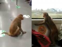 Delhi Metro: दिल्ली के मेट्रो स्टेशनों पर बंदरों का आंतक, निपटने के लिए डीएमआरसी ने बनया ये प्लान