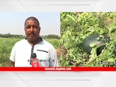 Maharashtra: हिंगोलीचे कलिंगड थेट काश्मीर दरबारी, 19 टन कलिंगडातून दोन लाखाचा नफा  