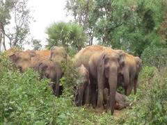 Madhya Pradesh के शहडोल में हाथियों के का आतंक, 3 दिनों में 5 को लोगों कुचला