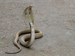 MP News: नागिन ने नाग की मौत का 24 घंटे के अंदर लिया बदला! घर में सो रहे बच्चे को डसा, मौत