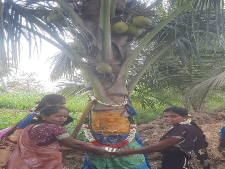 கண்ணமங்கலம் அருகே பூப்பெய்த  தென்னைக்கு சிறப்பு பூஜை:  கிராம மக்கள் விநோத சடங்கு!