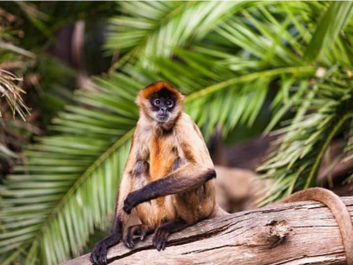 'Drunken Monkey' Hypothesis: These Spider Monkeys Eat Alcohol-Containing Fruits For Energy Drunken Monkey Hypothesis These Spider Monkeys Eat Alcohol-Containing Fruits For Energy University of California Berkeley 'Drunken Monkey' Hypothesis: These Spider Monkeys Eat Alcohol-Containing Fruits For Energy