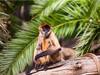'Drunken Monkey' Hypothesis: These Spider Monkeys Eat Alcohol-Containing Fruits For Energy