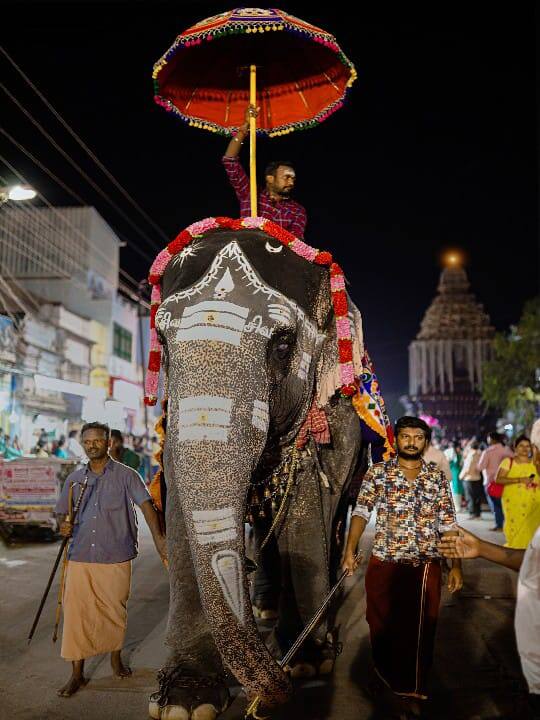 பிரமாண்ட குடையின் நிழலில் மீனாட்சியம்மன் கோயில் யானை பவனி