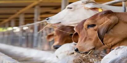 Smuggled Cattle Thrown From Truck In Dramatic Top-Speed Chase Smuggled Cattle: পাচার করা গরু ছুঁড়ে ফেলা হল ট্রাক থেকে! রাতের আঁধারে নাটকীয় দৃশ্য রাজধানীতে